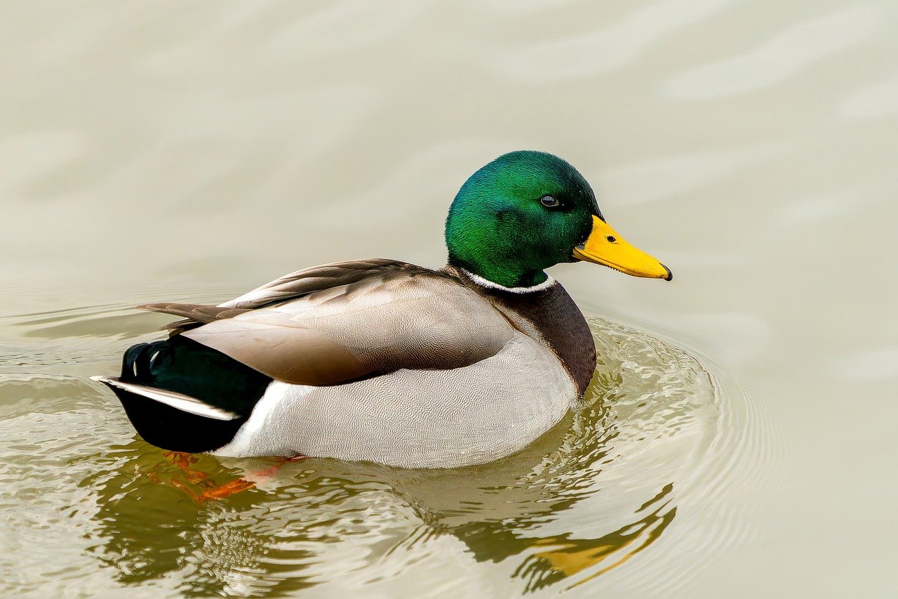 duck, mallard, bird-8510483.jpg